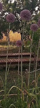 La Porta Stretta Guest house 3*